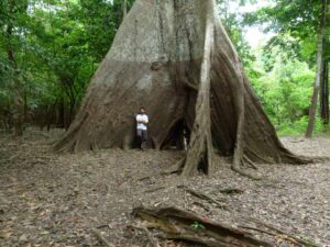 Los niveles extremos de crecida de los ríos alcanzan varios metros de profundidad, como lo indica el tono más oscuro de la corteza de este árbol de los bosques que se inundan estacionalmente. Crédito: Bruno B L Cintra, Universidad de Birmingham