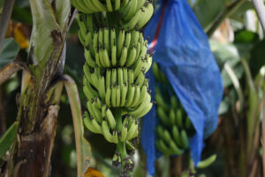 Fotografía de un arbol de banano en Changuinola, Bocas del Toro (Panamá). EFE/ Bienvenido Velasco