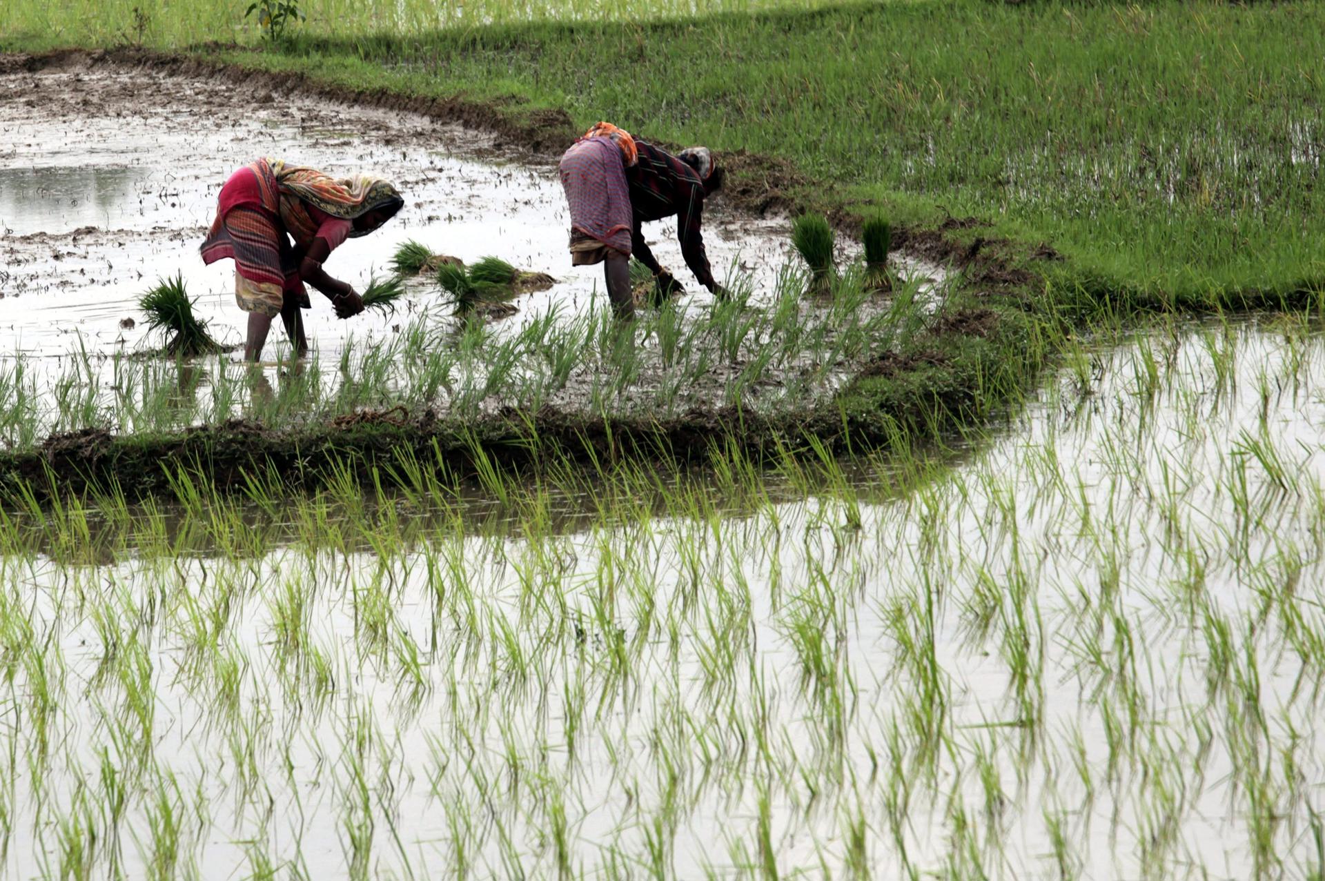 En la imagen de archivo, dos granjeras indias plantan arroz cerca del pueblo de Mogra, a 65km de Calcuta, en la India. EFE/Piyal Adhikary