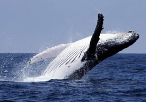 Fotografía de una de los cientos de ballenas jorobadas que llegan a las costas de Ecuador para procrear y parir. EFE/Archivo/José Jácome