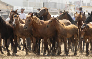 Imagen de archivo de los yegüerizos conduciendo las tropas de yeguas y potros a su paso por la aldea almonteña de El Rocío en su camino hasta llegar al pueblo de Almonte (Huelva.EFE/Julián Pérez