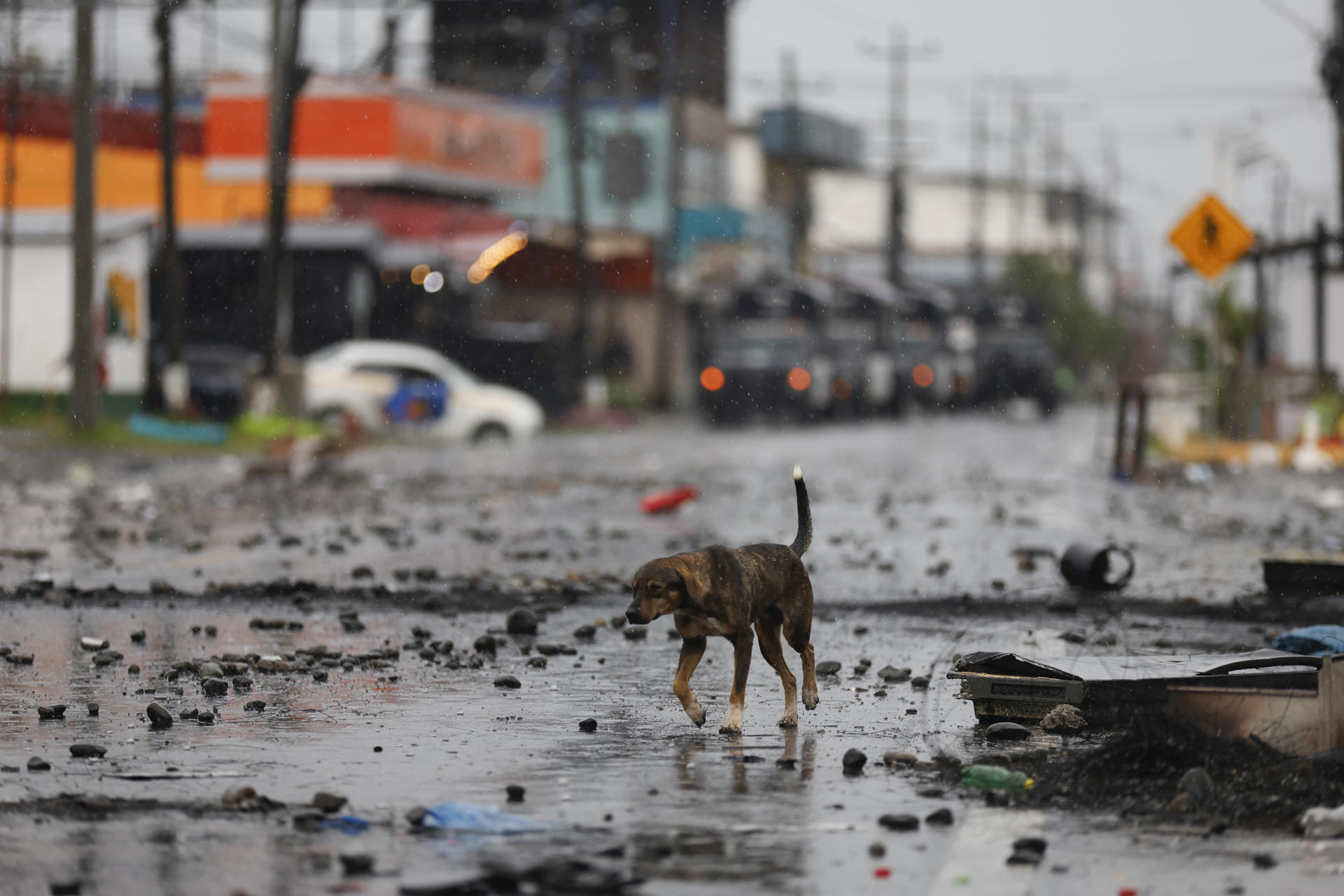 Un perro camina en una calle bloqueada durante una jornada de manifestaciones este sábado, en Changuinola en Bocas del Toro (Panamá). EFE/ Bienvenido Velasco