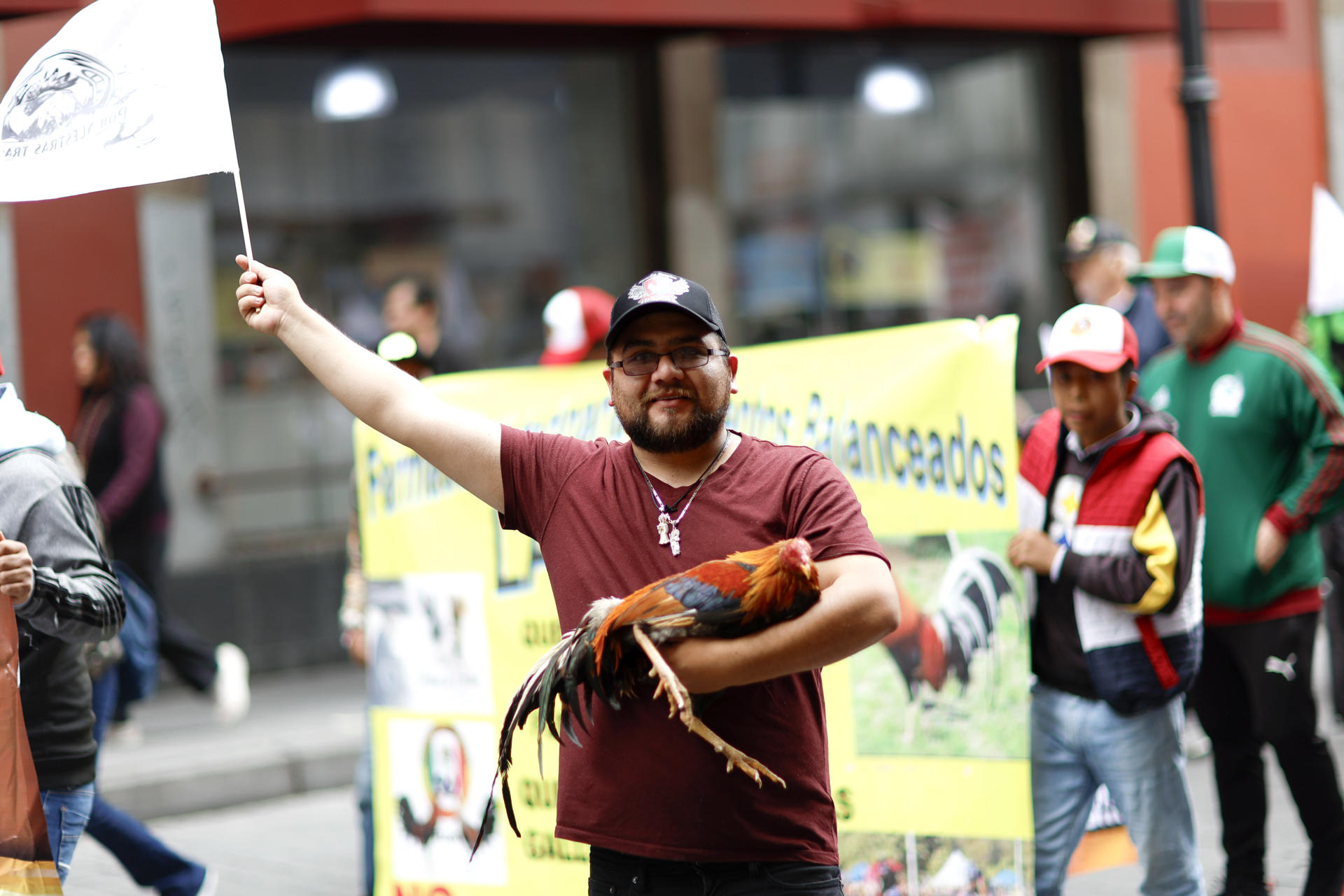 Un hombre participa en una manifestación contra la prohibición de las peleas de gallos este jueves, en Ciudad de México (México). EFE/ Sáshenka Gutiérrez