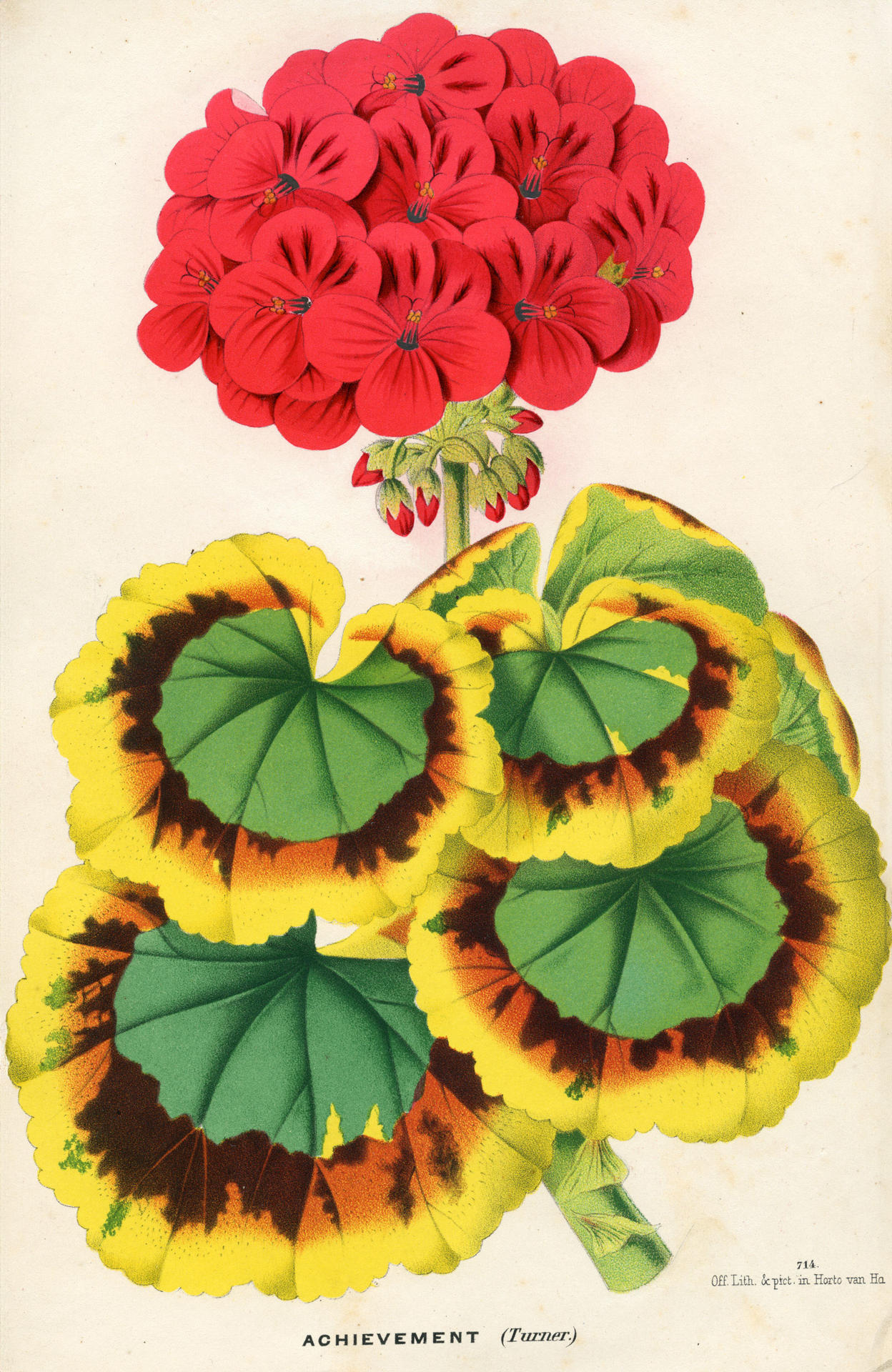 Ilustración de un pelargonio que se puede ver expuesta en la exposición 'Colonialismo en el alféizar', abierta hasta el 25 de mayo de 2026 en el 'Weltmuseum' de Viena. EFE/Naturhistorisches Museum Wien"***SOLO USO EDITORIAL/SOLO DISPONIBLE PARA ILUSTRAR LA NOTICIA QUE ACOMPAÑA (CRÉDITO OBLIGATORIO)***