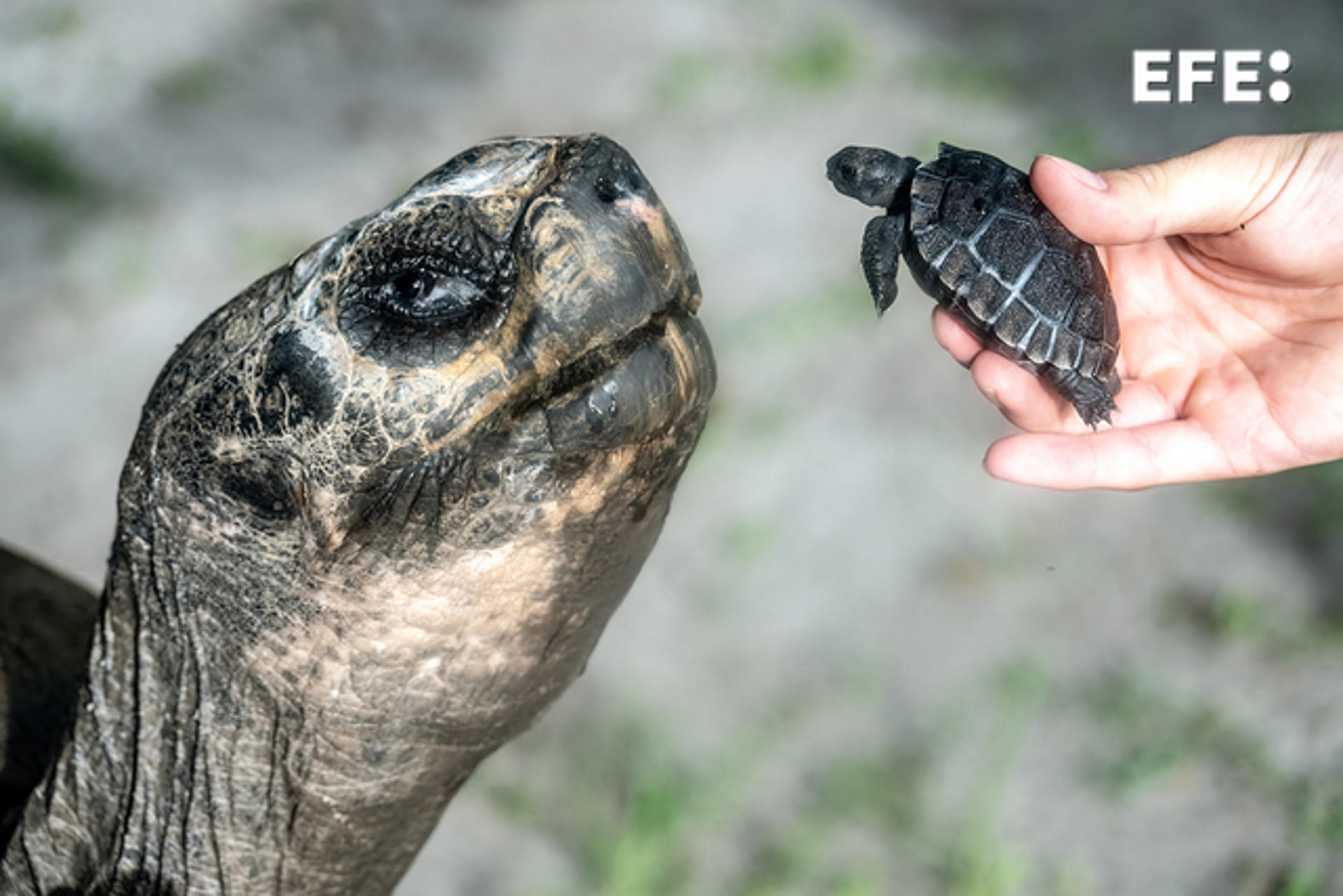 Fotografía cedida por el Zoológico de Miami donde aparece la tortuga de las Galápagos 'Goliat' mientras es presentada a su cría eclosionada de su huevo el 4 de junio en este Zoo de Miami, Florida. EFE/Ron Magill/Zoológico de Miami