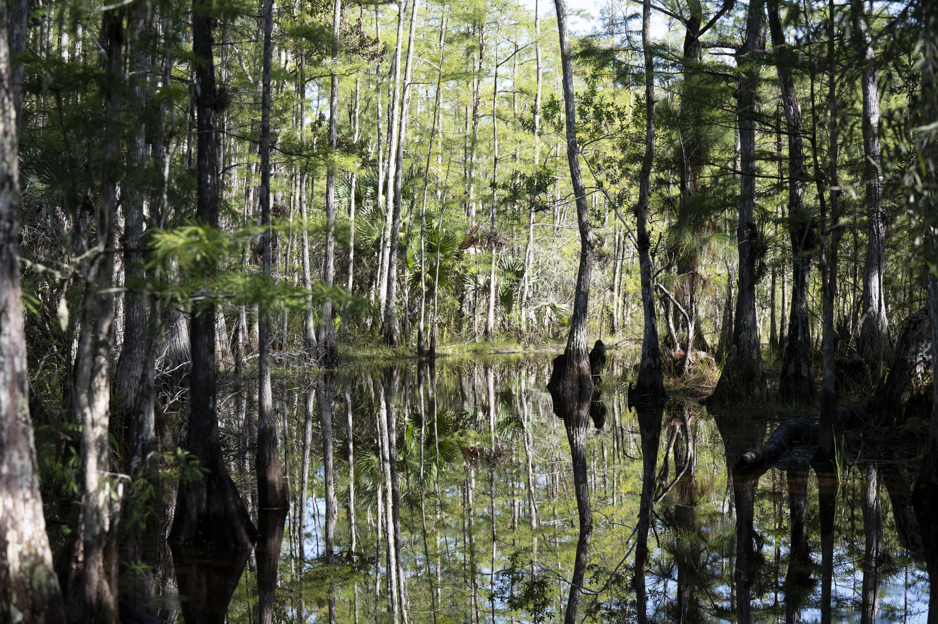 Fotografía cedida por Friends of the Everglades de un pantano de la Reserva Nacional Big Cypress en el sur de Florida, a unas 45 millas al oeste de Miami (Estados Unidos). EFE/ Leah Voss/ Friends of the Everglades
