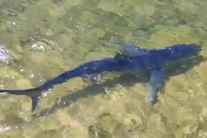 Una tintorera (tiburón azul) de casi dos metros se ha dejado ver este miércoles por la costa de Santoña y ha llegado hasta el embarcadero de la villa cántabra. EFE/Red de Varamientos de Cantabria.SÓLO USO EDITORIAL, PERMITIDO SU USO SÓLO EN RELACIÓN A LA INFORMACIÓN QUE APARECE EN EL PIE DE FOTO (CRÉDITO OBLIGATORIO)