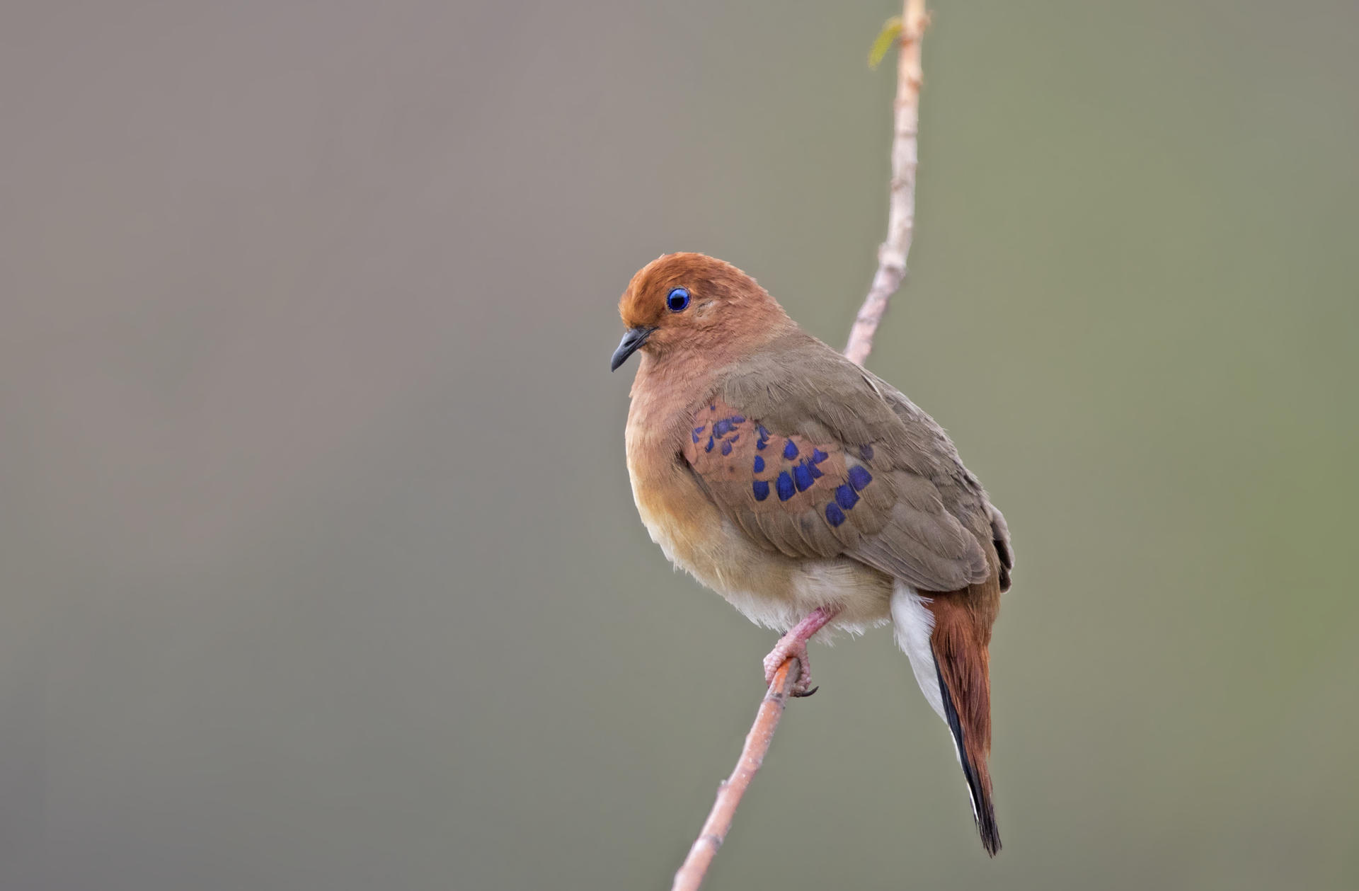 Fotografía sin fecha específica de toma cedida por Parque de aves, que muestra una paloma ojiazul ("Columbina cyanopis") conocida en Brasil como rolinha-do-planalto. EFE/ Ciro Albano Parque de aves
