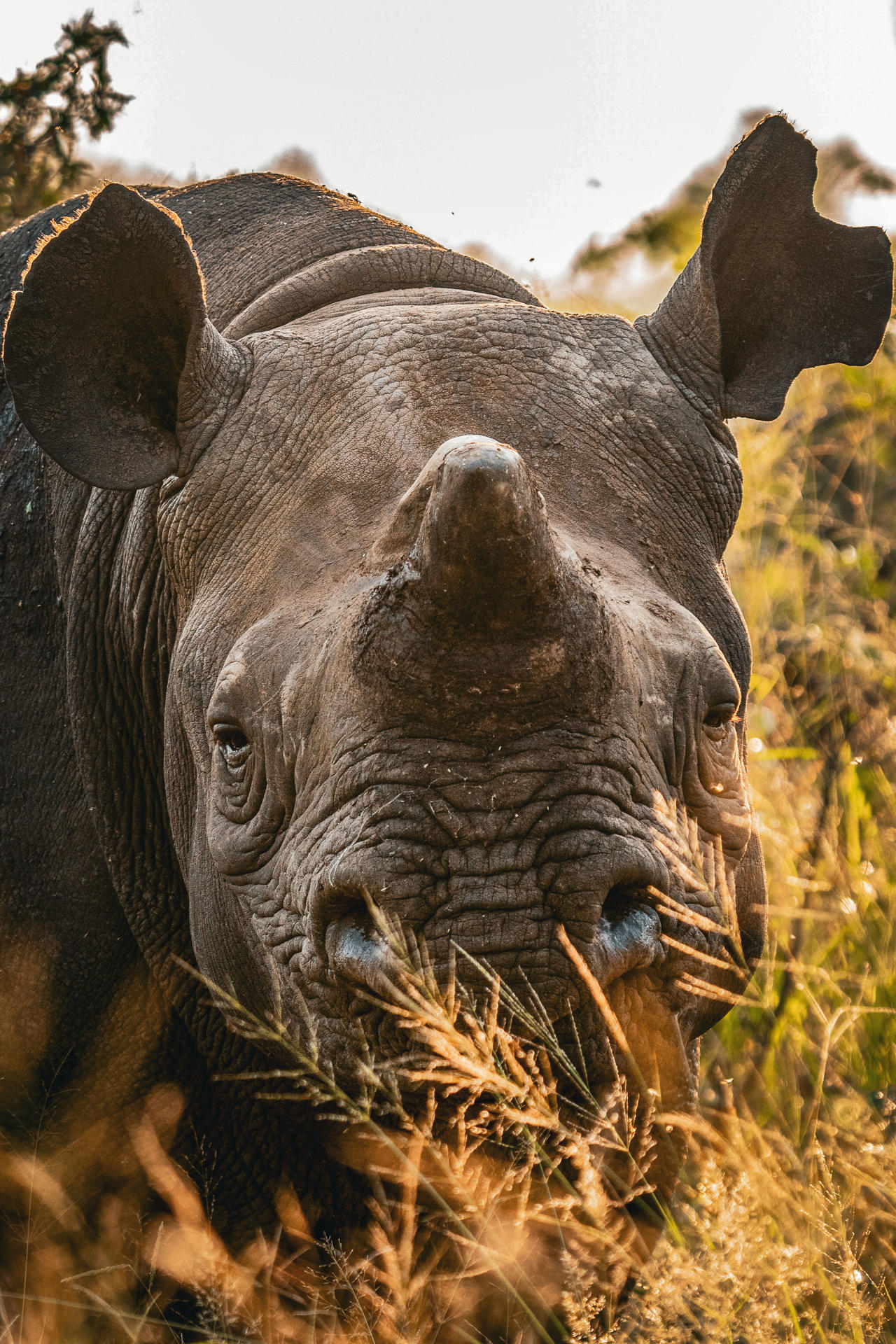 Fotos generales de rinocerontes negros en la región del Gran Kruger. Todos descornados y con algunos cuernos rebrotados. (Créditos de todas las fotos: Tim Kuiper).