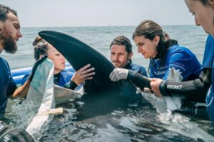 Imagen cedida por la Fundación Oceanogràfic de la asistencia, en la playa de Cullera, a una manta de 2,2 metros que se ha quedado varada dos veces en esa zona este viernes. EFE