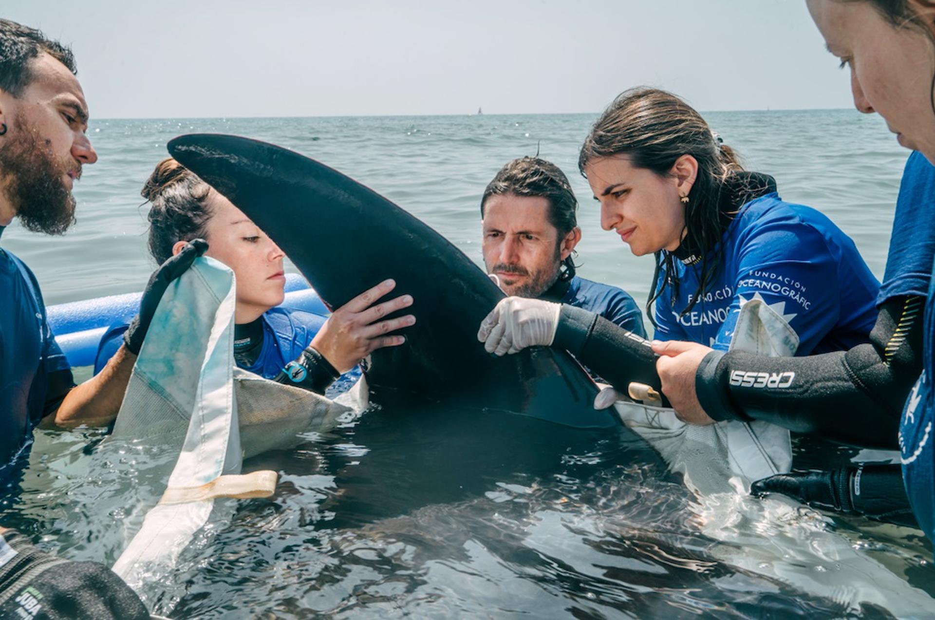 Imagen cedida por la Fundación Oceanogràfic de la asistencia, en la playa de Cullera, a una manta de 2,2 metros que se ha quedado varada dos veces en esa zona este viernes. EFE