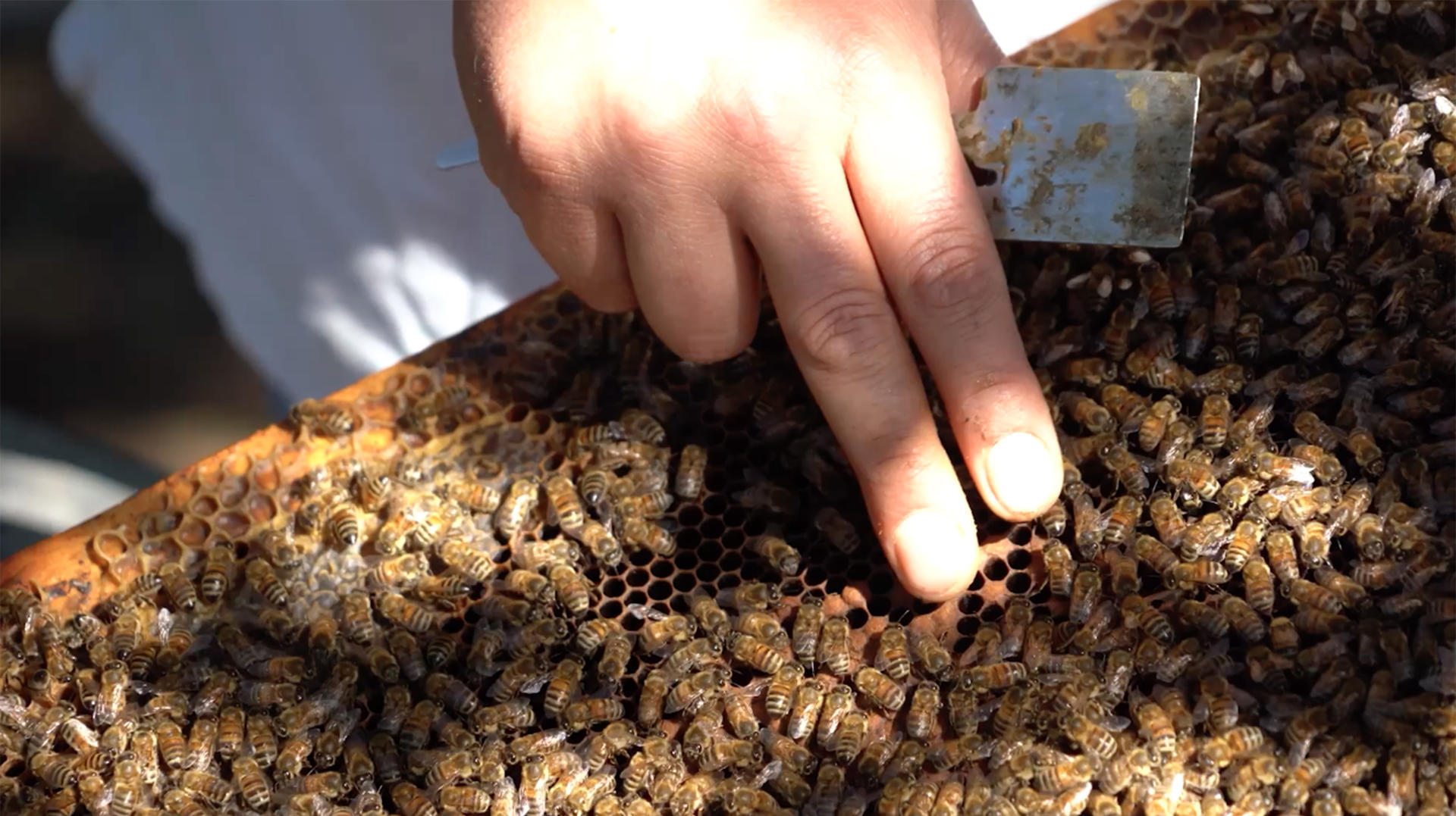 El aislamiento geográfico de Chile, rodeado por la cordillera de Los Andes, el desierto de Atacama y el océano Pacífico, ha hecho que sus abejas reina gocen de una pureza y una salud envidiables en la región y que su exportación al hemisferio norte se haya convertido en un negocio prometedor. EFE/ Alberto Peña