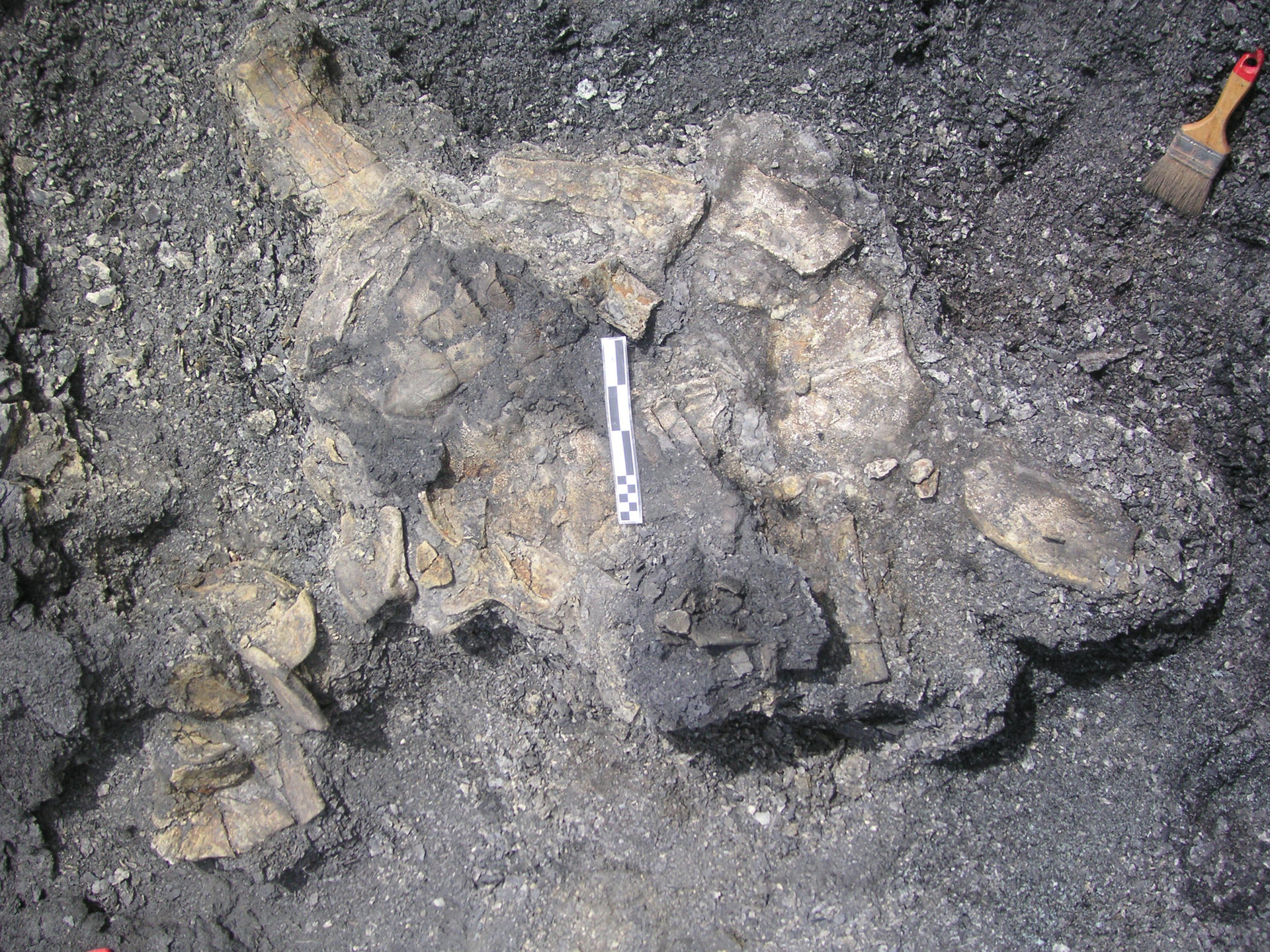 Paleontólogos de la UNED y de la Fundación Conjunto Paleontológico de Teruel-Dinópolis (Museo Aragonés de Paleontología) han descubierto en la localidad de Ariño el esqueleto más completo de Europa de una tortuga de hace 110 millones de años. EFE/ Fundación Dinópolis SOLO USO EDITORIAL/SOLO DISPONIBLE PARA ILUSTRAR LA NOTICIA QUE ACOMPAÑA (CRÉDITO OBLIGATORIO)
