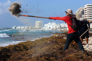 Fotografía de archivo, tomada el pasado 13 de junio, en la que se captó a varios trabajadores medioambientales al retirar sargazo de una playa de Cancún (México). EFE/Alonso Cupul