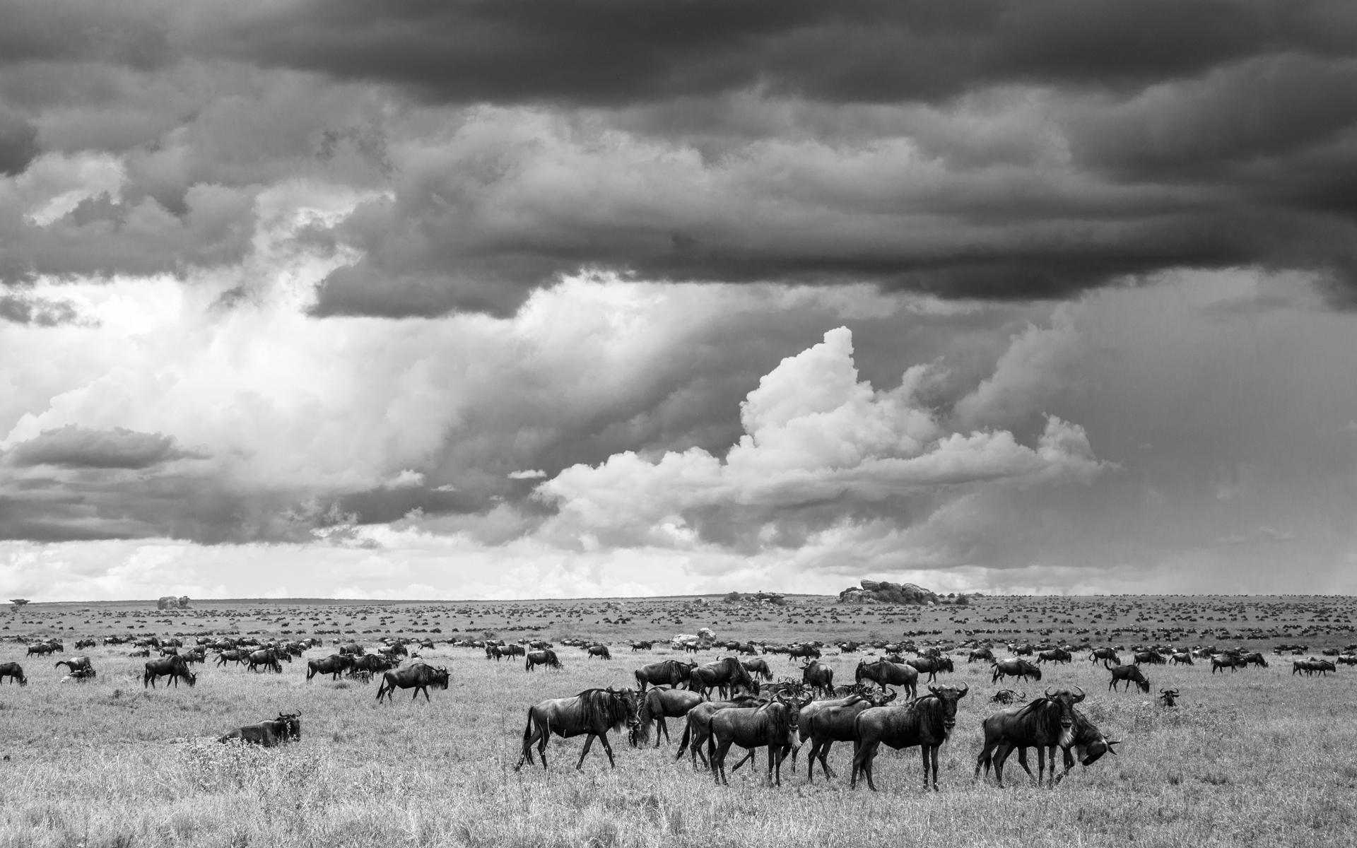 En la imagen, una manada de ñus en la sabana de Tanzania. Imagen: Juan López Cantalapiedra/Museo Nacional de Ciencias Naturales (MNCN/CSIC)