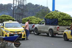 Fotografía archivo de vehículos cargados de bananos en medio del bloqueo de una carretera, en Changuinola, provincia caribeña de Bocas del Toro (Panamá). EFE/ Diubanes Robles