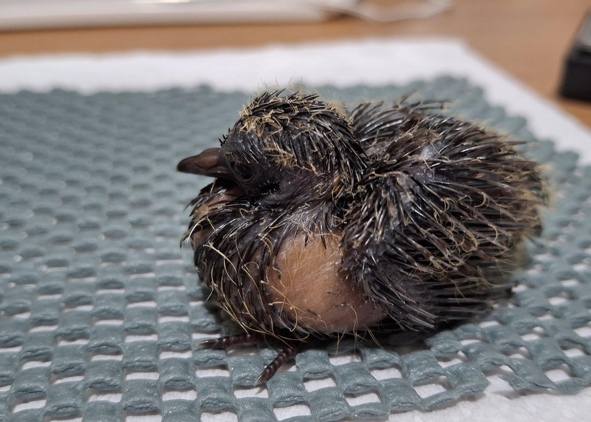 Fotografía sin fecha específica de toma cedida por SAVE Brasil, que muestra la paloma ojiazul ("Columbina cyanopis") conocida en Brasil como rolinha-do-planalto. EFE/ SAVE Brasil
