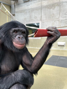 El bonobo Teco, uno de los que participaron en el experimento, mientras sujeta un trozo de manguera. Crédito: Iniciativa Ape.