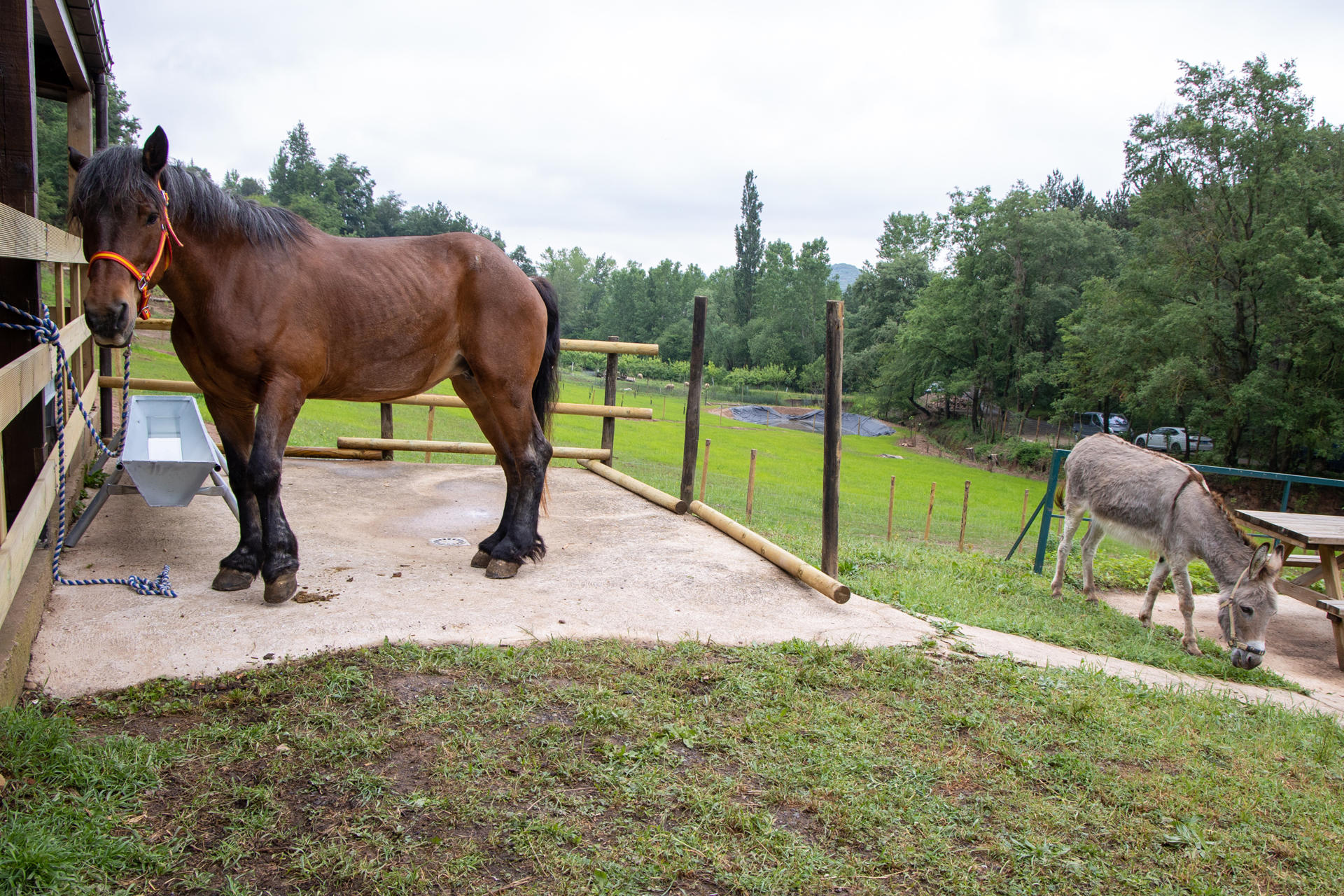 Los hermanos Ignacio y Carlos Echapresto han puesto en marcha una granja biodinámica para incorporar a los animales en el ciclo productivo de la huerta ecológica ubicada junto a su restaurante, Venta Moncalvillo (dos estrellas Michelin y una estrella verde Michelin), con el objetivo de cerrar el círculo en la cadena de producción agrícola. EFE/ Raquel Manzanares