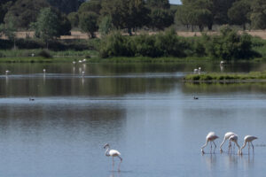 Flamencos y otras especies diferentes de aves que viven en el entorno del Parque Nacional de Doñana en el término municipal de Almonte (Huelva), en una imagen de archivo. EFE/David Arjona