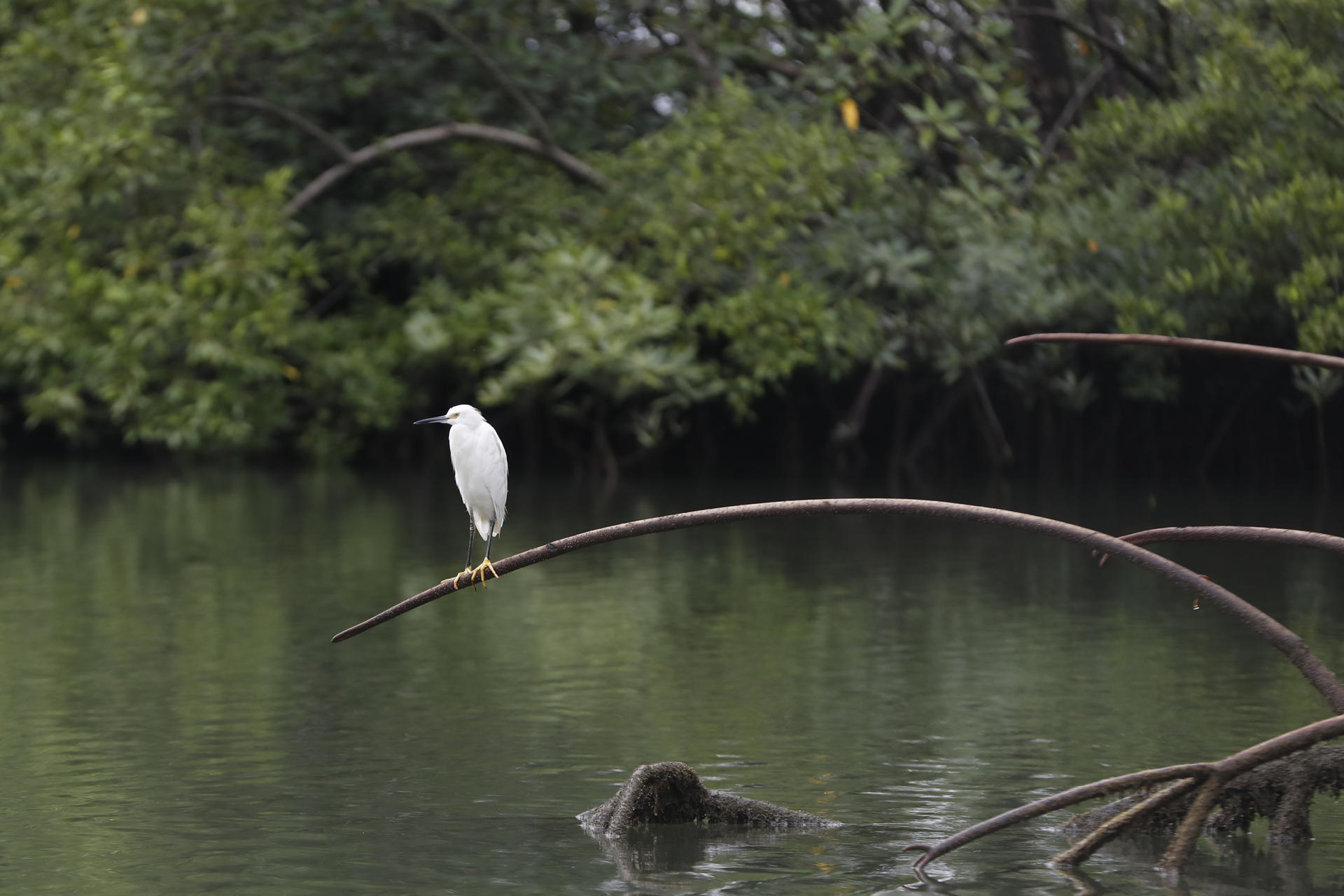 Imagen de archivo de un ave posada sobre una rama de un manglar en la vereda La Plata, en Bahía Málaga (Colombia). EFE/ Ernesto Guzmán Jr.