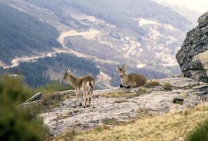 Imagen de archivo de dos ejemplares de cabra montesa o hispánica, en un risco cercano al Puerto del Pico, en la Sierra de Gredos. Efe/J.C. Álamo