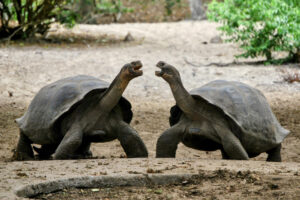 Fotografía de archivo de tortugas gigantes en la isla de Isabela en Galápagos (Ecuador). EFE/ Fernando Gimeno.