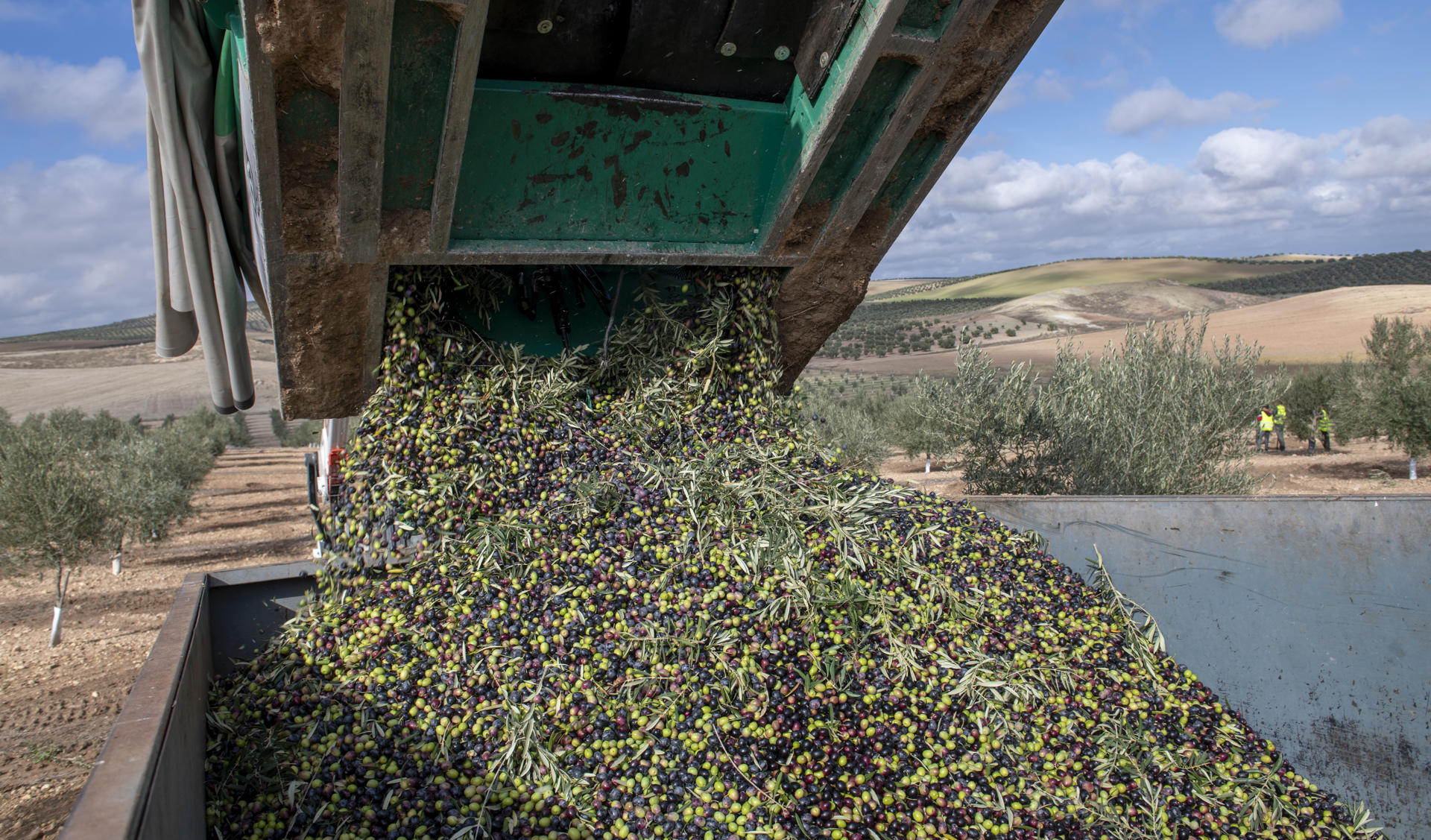España ha visto evolucionar su agricultura, su pesca y su alimentación, hasta convertirse en una potencia en estos sectores, durante sus cuarenta años de pertenencia a la Unión Europea (UE), un camino marcado por las reconversiones. En la imagen, recolección de aceituna en Fuerte del Rey (Jaén). EFE/José Manuel Pedrosa.
