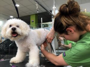 En la imagen de archivo, una veterinaria corta el pelo a un perro. EFE/LUIS TEJIDO.