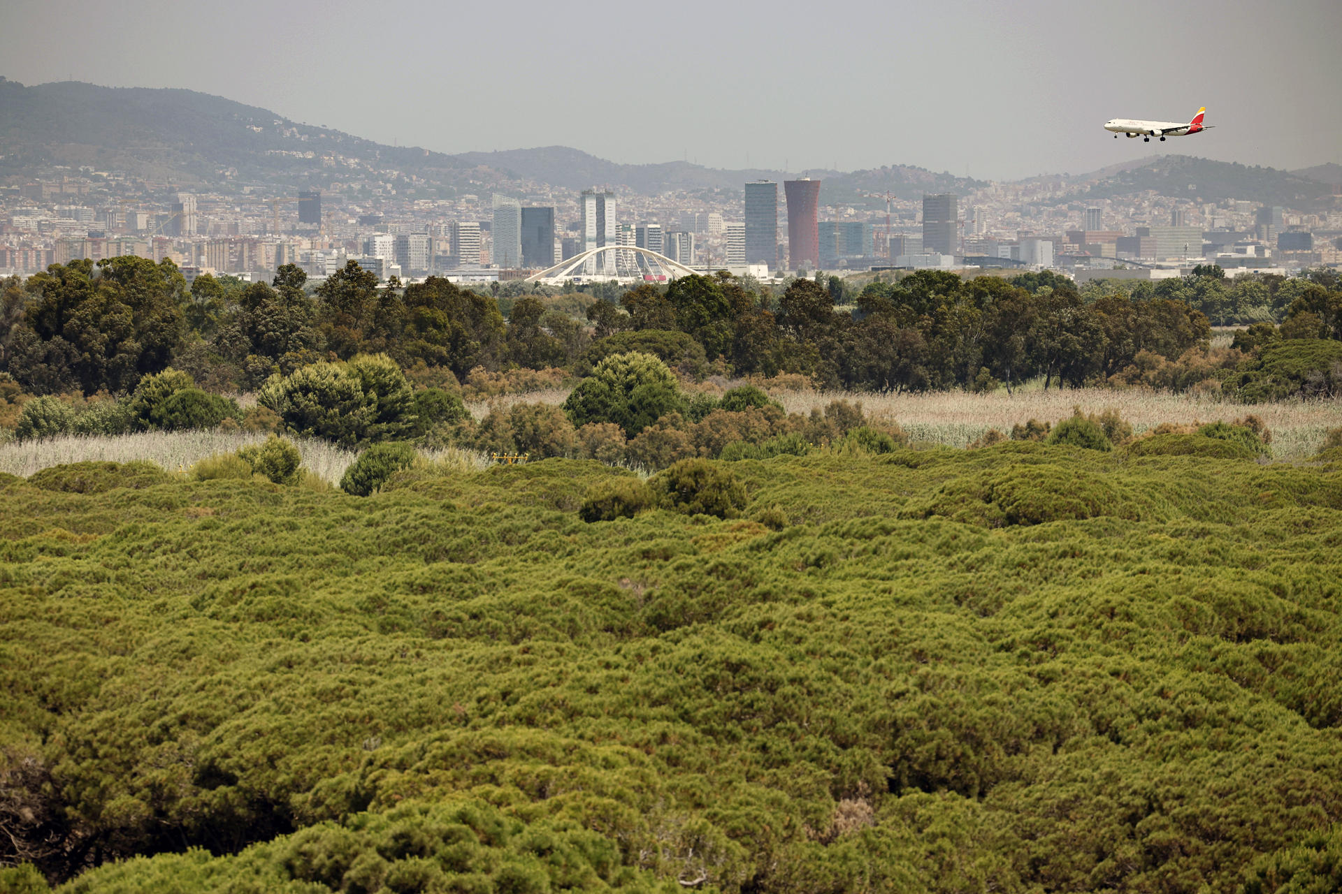 Un avión se dispone a aterrizar este martes en el Aeropuerto de Barcelona-El Prat sobrevolando la pinada de La Ricarda. EFE/Alberto Estévez