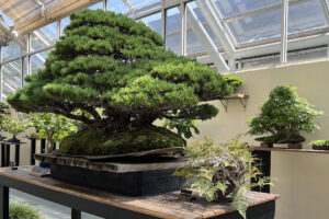 Fotografía de bonsáis durante una exhibición este jueves, en el Jardín Botánico de Brooklyn, Nueva York (Estados Unidos). EFE/ Andrea Gallego