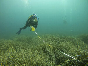 Imagen de archivo de una posidonia oceánica, que sufre los efectos del calentamiento del mar. EFE/Cati Cladera