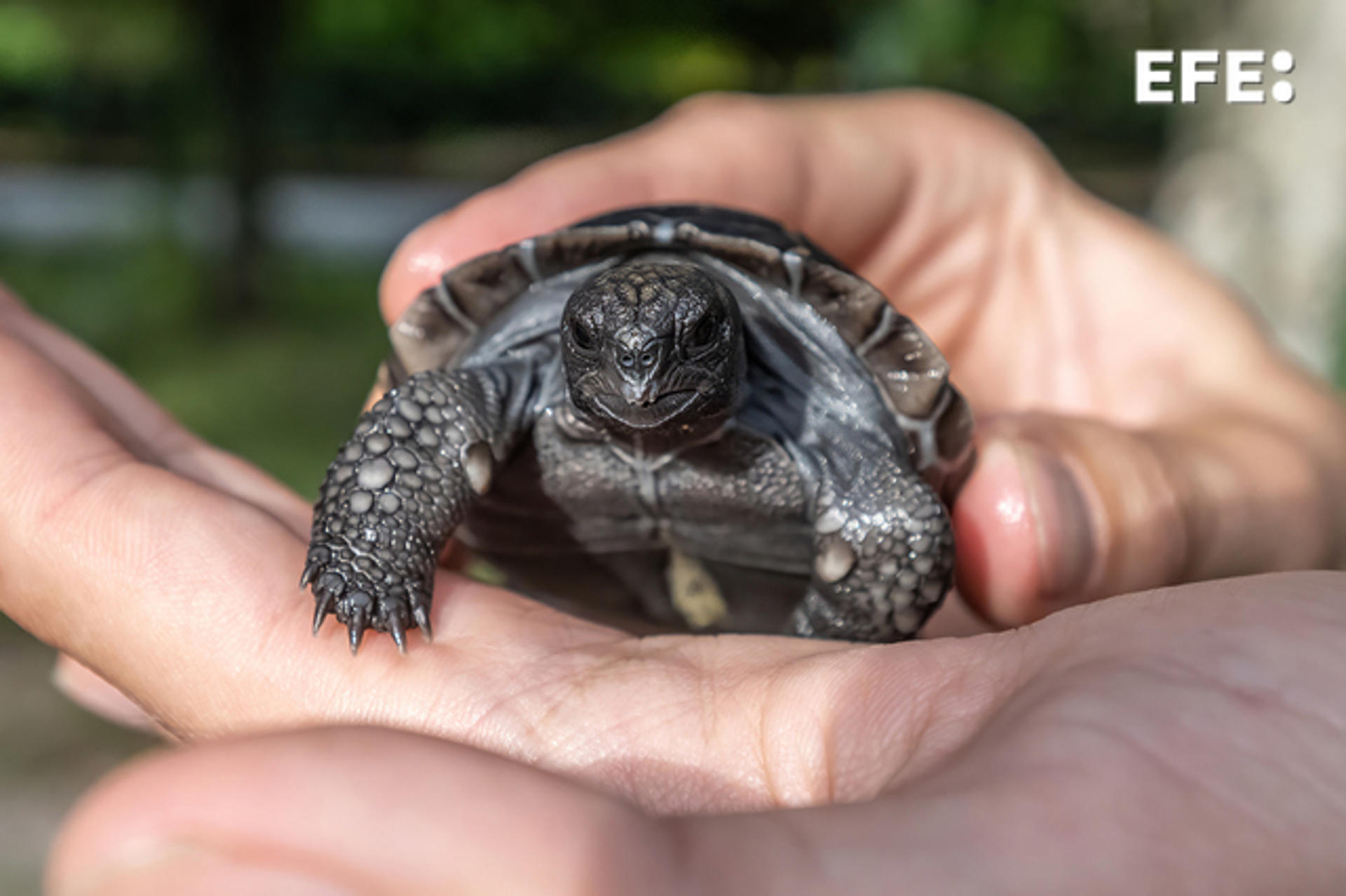 Fotografía cedida por el Zoológico de Miami donde se muestra la cría de tortuga de las Galápagos eclosionada de su huevo el 4 de junio en este Zoo de Miami, Florida. EFE/Ron Magill/Zoológico de Miami /