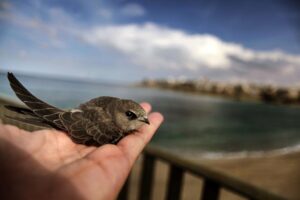 Un vencejo, ave migratoria que anida en nuestras latitudes, frente a la playa del Orzán en A Coruña. EFE/Archivo/Cabalar