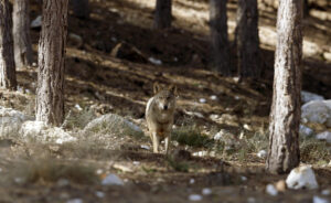 En la imagen de archivo, ejemplar de lobo ibérico en semilibertad. EFE/J.J. Guillén