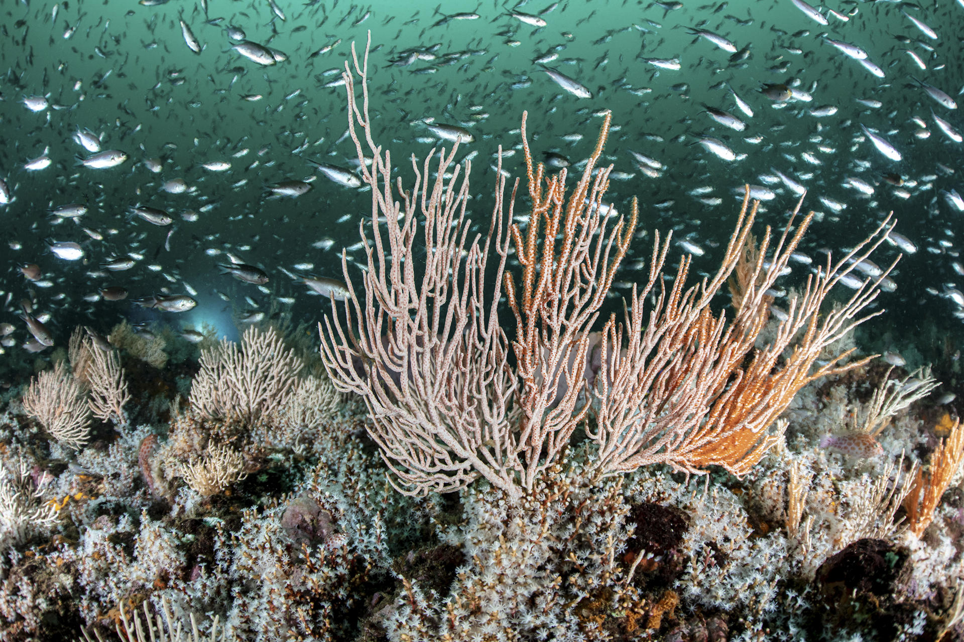 Imagen facilitada de un ecosistema marino en el Golfo de Tribugá (Colombia). EFE/ Enric Sala/Pristine Seas National Geographic SOLO USO EDITORIAL/SOLO DISPONIBLE PARA ILUSTRAR LA NOTICIA QUE ACOMPAÑA (CRÉDITO OBLIGATORIO)
