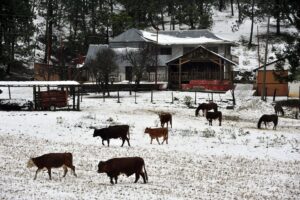 Imagen de archivo de vacas en Saltillo en el estado mexicano de Coahuila, Norte de México. EFE/Miguel Sierra