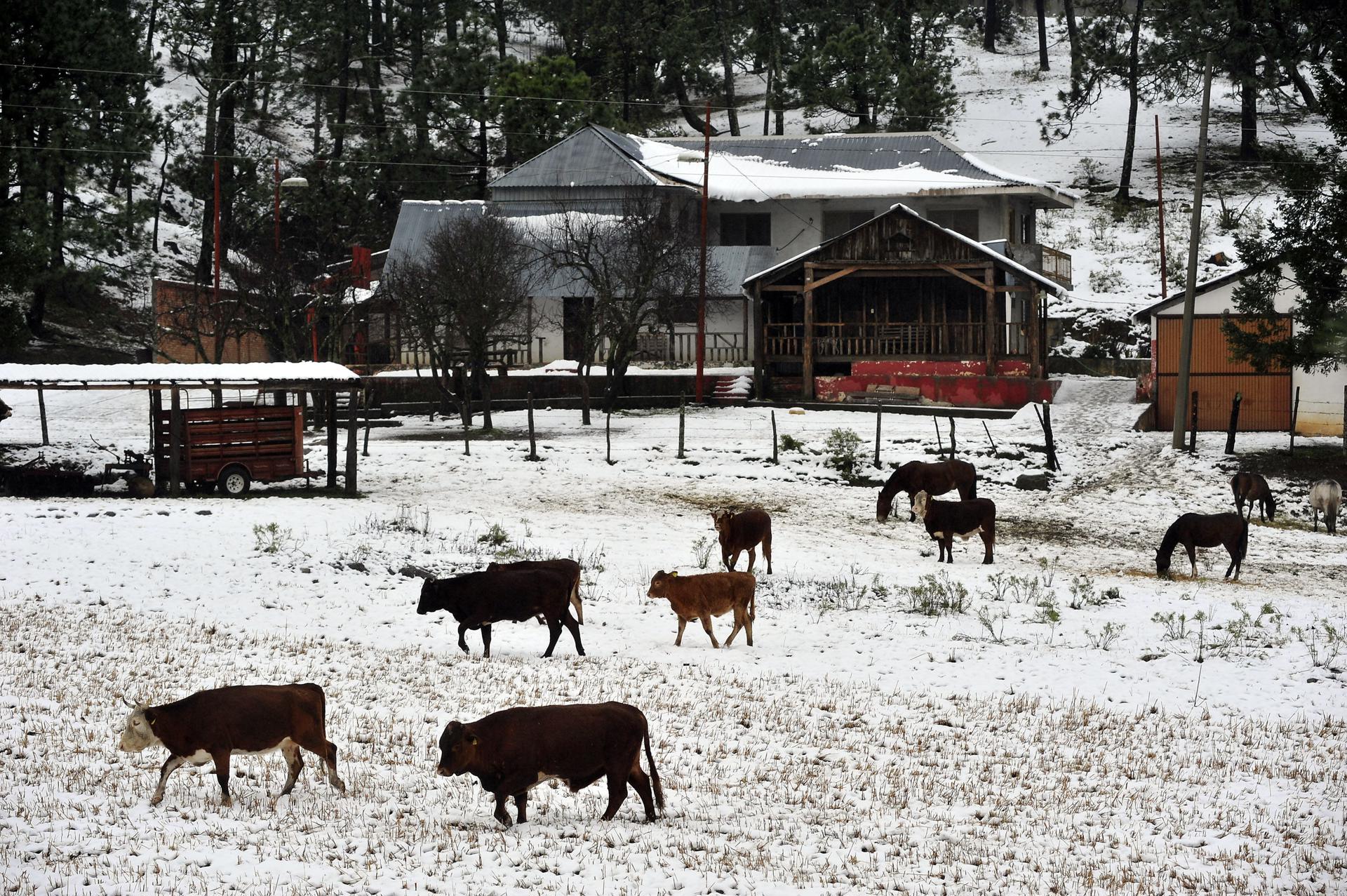 Imagen de archivo de vacas en Saltillo en el estado mexicano de Coahuila, Norte de México. EFE/Miguel Sierra