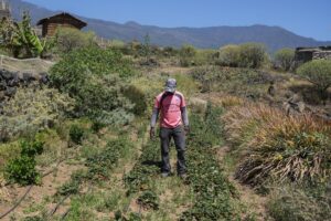 Un migrante de origen subsahariano trabaja durante una jornada de formación en una de las fincas gestionadas por la Fundación Canaria El Buen Samaritano en Güímar, en Tenerife. EFE/Alberto Valdés