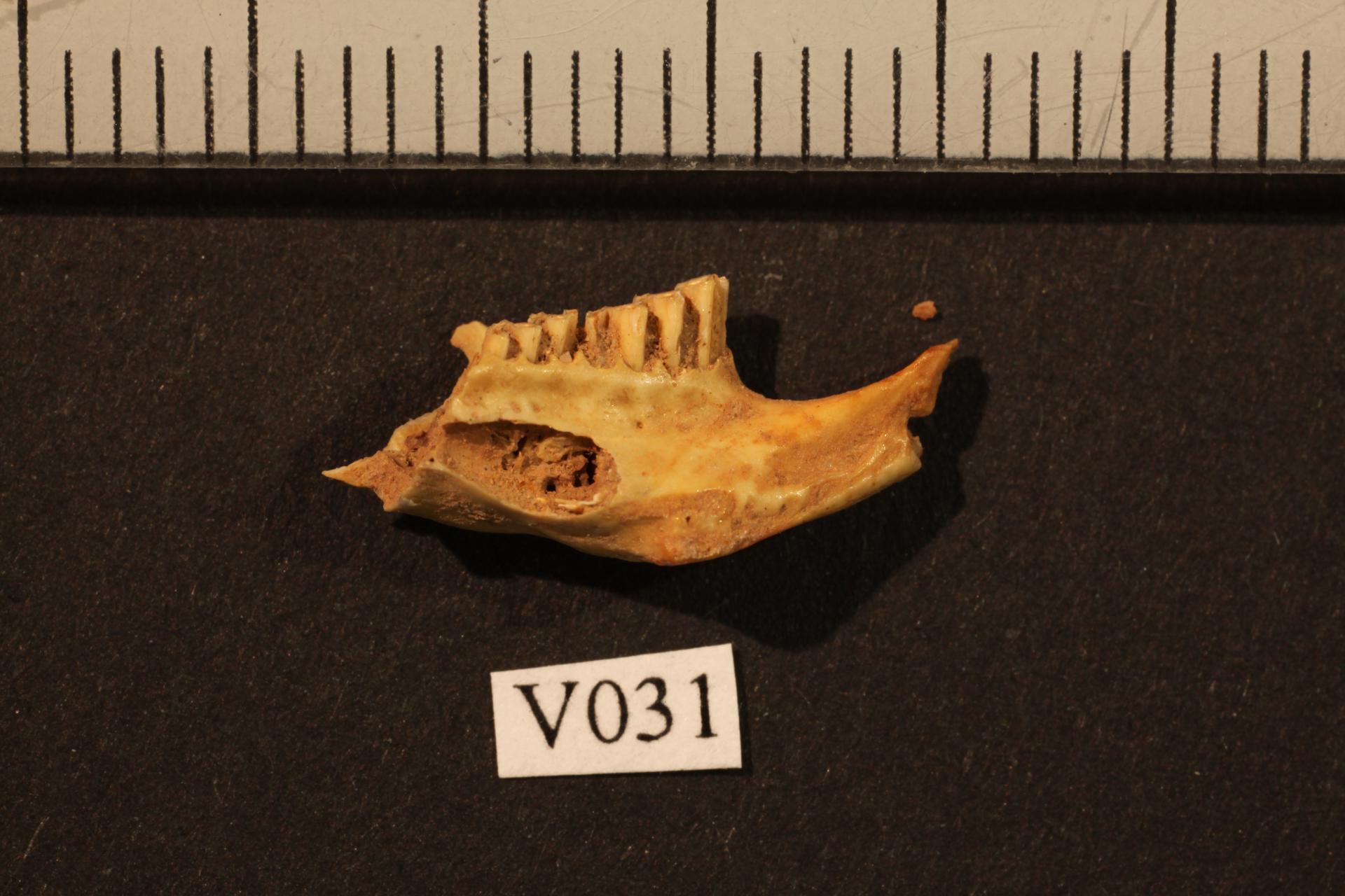 Molar de lemin noruego de hace 10.000 años, imagen cedida por Vendela K. Lagerholm.