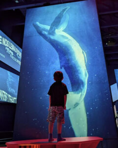 La Exposición Universal de Osaka ha elegido una fotografía tomada dentro del pabellón de España, en la que se ve a un niño mirando una ballena en una pantalla gigante, como una de las mejores imágenes del evento de esta semana. La fotografía fue seleccionada como la "best photo" del pasado lunes, dentro de las imágenes que la organización va eligiendo de forma diaria y publicando en sus redes sociales. En ella aparece un niño de espaldas, subido sobre una estructura de color rojo colocada a modo de banco dentro del pabellón e inspirada en un coral, y mirando una pantalla vertical donde se puede ver una ballena bajo el agua. EFE/  Expo 2025/SOLO USO EDITORIAL/SOLO DISPONIBLE PARA ILUSTRAR LA NOTICIA QUE ACOMPAÑA (CRÉDITO OBLIGATORIO)