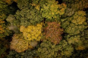 Imagen de archivo de un bosque de árboles en otoño. EFE/EPA/TOLGA AKMEN
