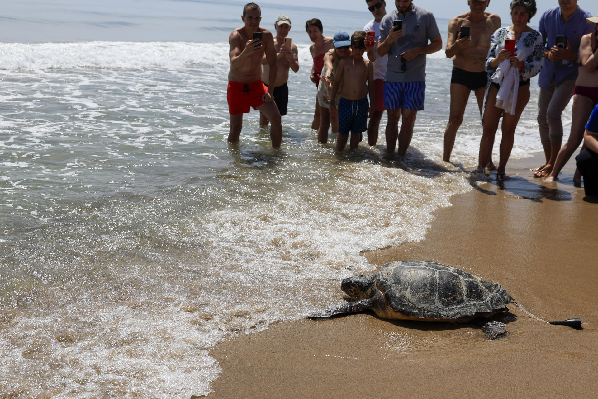 Suelta al mar de una tortuga recuperada. EFE/ Kai Forsterling