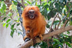 El tití león dorado, símbolo de la biodiversidad en Brasil y en peligro crítico de extinción, ha encontrado un aliado para su conservación en el zoológico Bioparc de la localidad malagueña de Fuengirola, que ha acogido una pareja reproductora dentro de un programa europeo. EFE/ Bioparc SOLO USO EDITORIAL/SOLO DISPONIBLE PARA ILUSTRAR LA NOTICIA QUE ACOMPAÑA (CRÉDITO OBLIGATORIO)