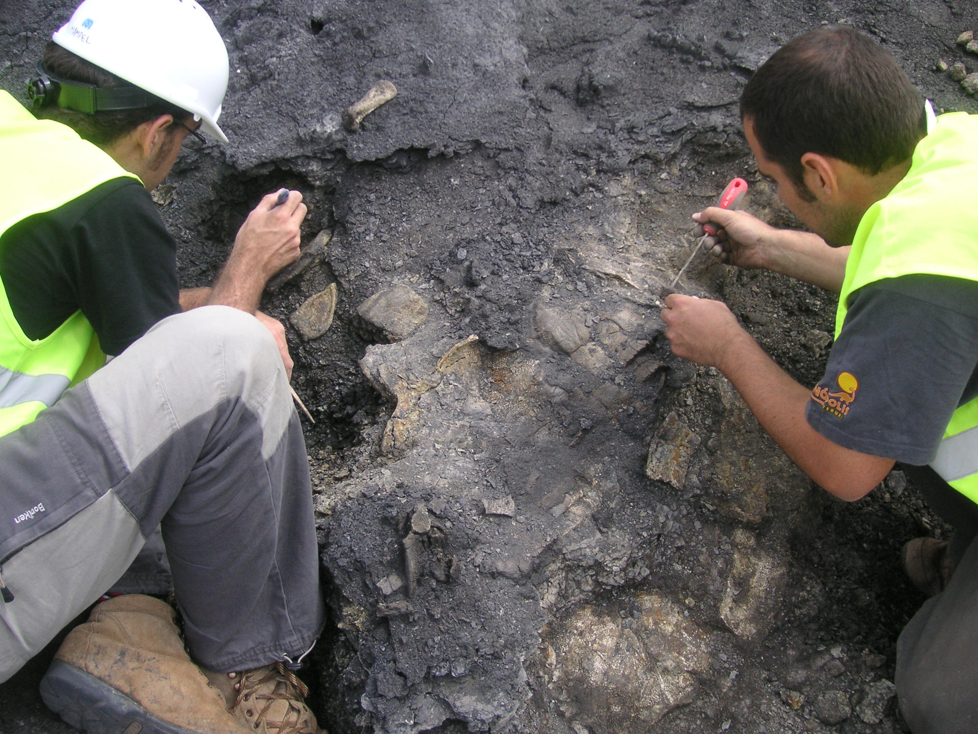 Paleontólogos de la UNED y de la Fundación Conjunto Paleontológico de Teruel-Dinópolis (Museo Aragonés de Paleontología) han descubierto en la localidad de Ariño el esqueleto más completo de Europa de una tortuga de hace 110 millones de años. EFE/ Fundación Dinópolis SOLO USO EDITORIAL/SOLO DISPONIBLE PARA ILUSTRAR LA NOTICIA QUE ACOMPAÑA (CRÉDITO OBLIGATORIO)