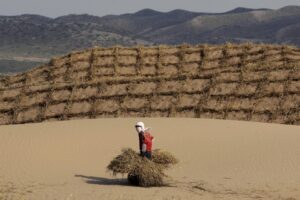 En la imagen de archivo, un trabajador carga unos fardos de heno en el desierto de Maowusu, donde se están instalando unas vallas metálicas para estabilizar las dunas de arena y prevenir la desertificación, cerca de Lingwu, en la región autónoma china de Nigxia Hui. EFE/Michel Reynolds