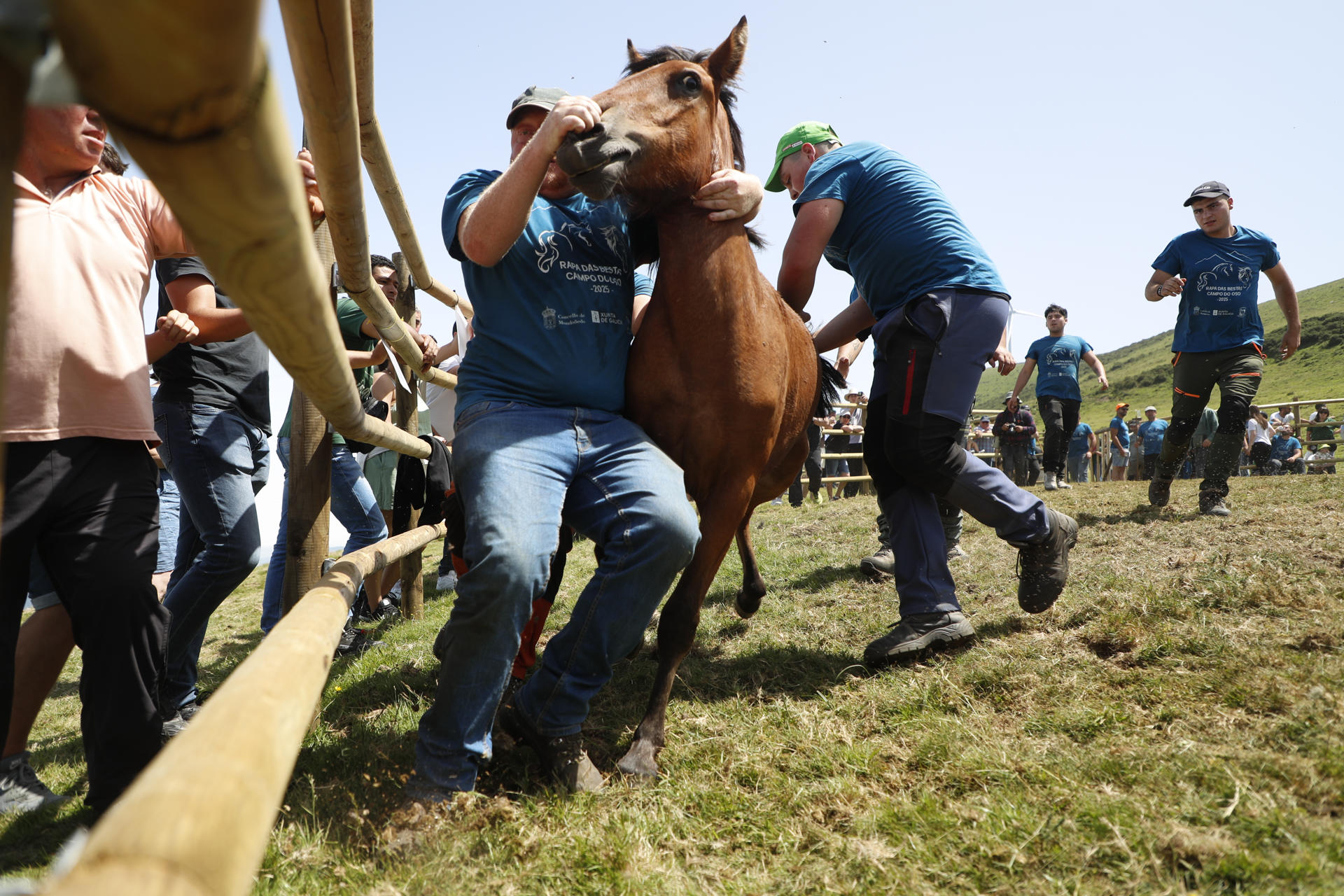 Vuelve la Rapa das Bestas de Campo do Oso en Mondoñedo (Lugo) este domingo, un espectáculo en el que se identifica y desparasita a los caballos que se crían en libertad en los montes de Santa María Maior y que este 2025 estrenará curro (recinto donde se realiza), tras los destrozos causados por vándalos el año pasado. EFE/ Eliseo Trigo
