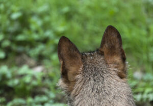 Imagen de archivo de un lobo Ibérico . EFE/ J.L.Cereijido