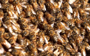 El aislamiento geográfico de Chile, rodeado por la cordillera de Los Andes, el desierto de Atacama y el océano Pacífico, ha hecho que sus abejas reina gocen de una pureza y una salud envidiables en la región y que su exportación al hemisferio norte se haya convertido en un negocio prometedor. EFE/ Alberto Peña