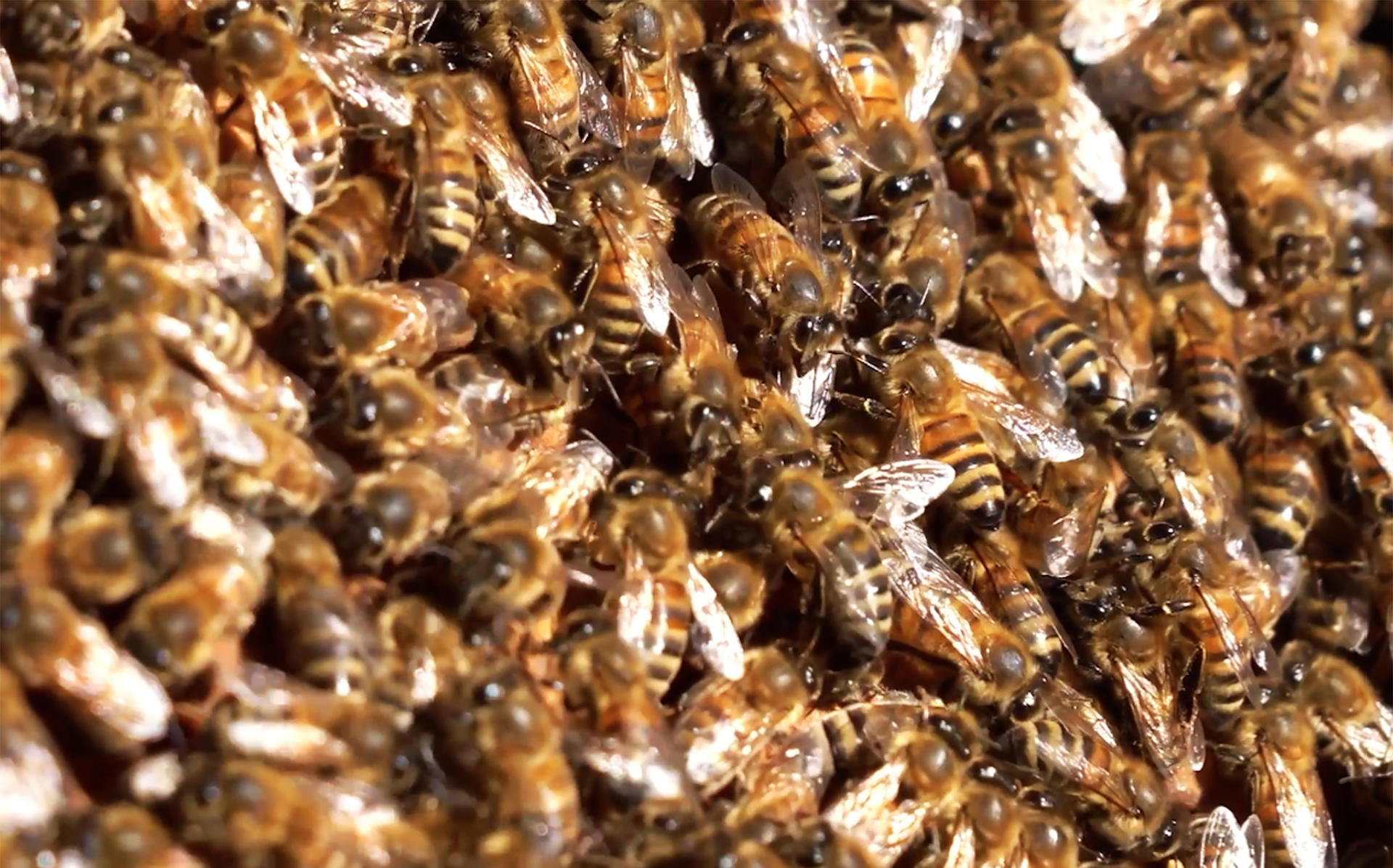El aislamiento geográfico de Chile, rodeado por la cordillera de Los Andes, el desierto de Atacama y el océano Pacífico, ha hecho que sus abejas reina gocen de una pureza y una salud envidiables en la región y que su exportación al hemisferio norte se haya convertido en un negocio prometedor. EFE/ Alberto Peña
